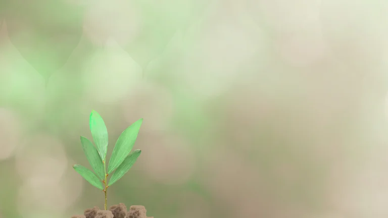Small green plant growing from soil, representing growth and new beginnings
